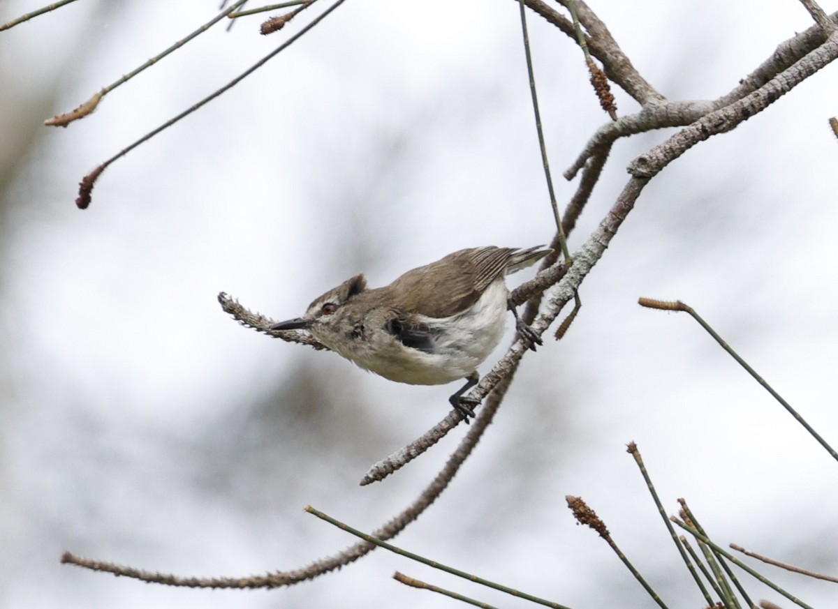 Mangrove Gerygone - ML643507501