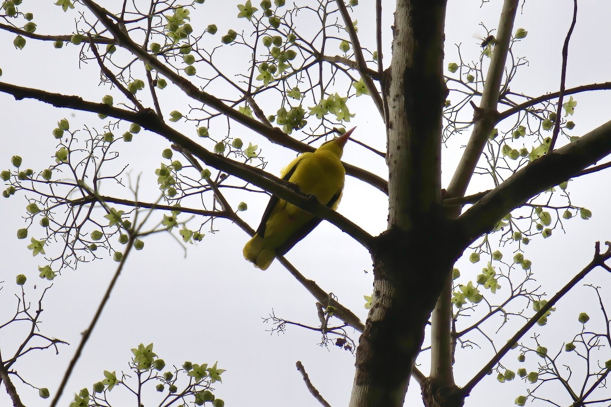 Black-naped Oriole (Philippine) - ML643507504