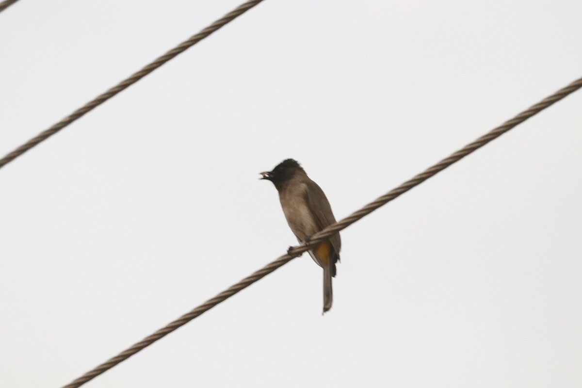 Common Bulbul (Dark-capped) - ML643507506