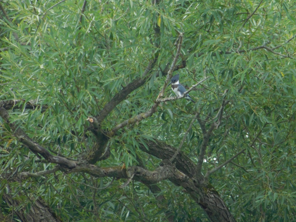 Belted Kingfisher - ML643507531