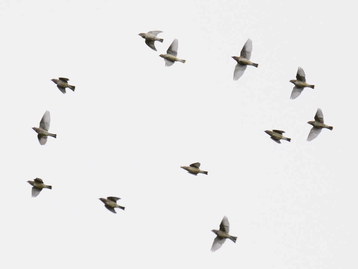 Cedar Waxwing - ML643507543