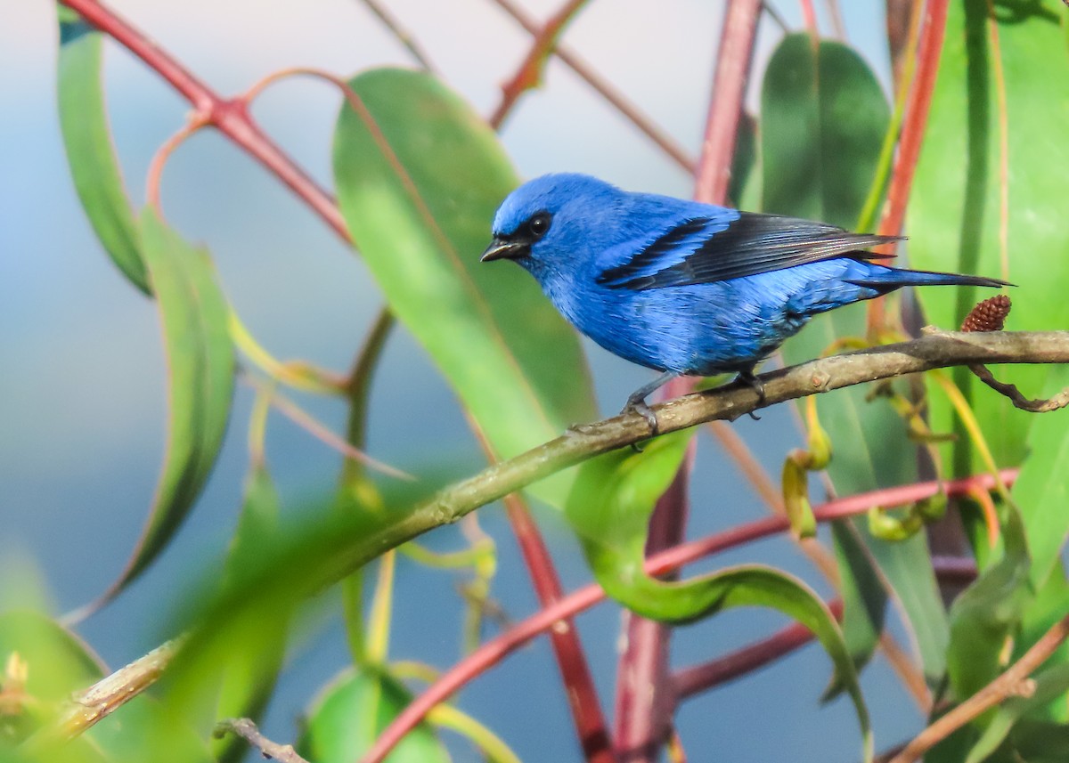 Blue-and-black Tanager - ML643507549