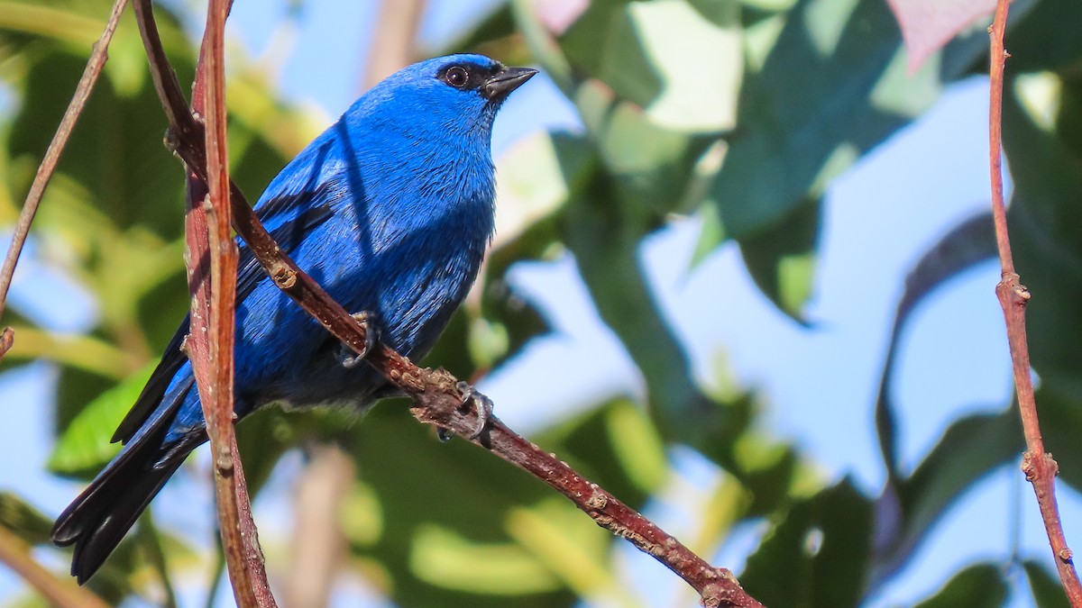Blue-and-black Tanager - ML643507550