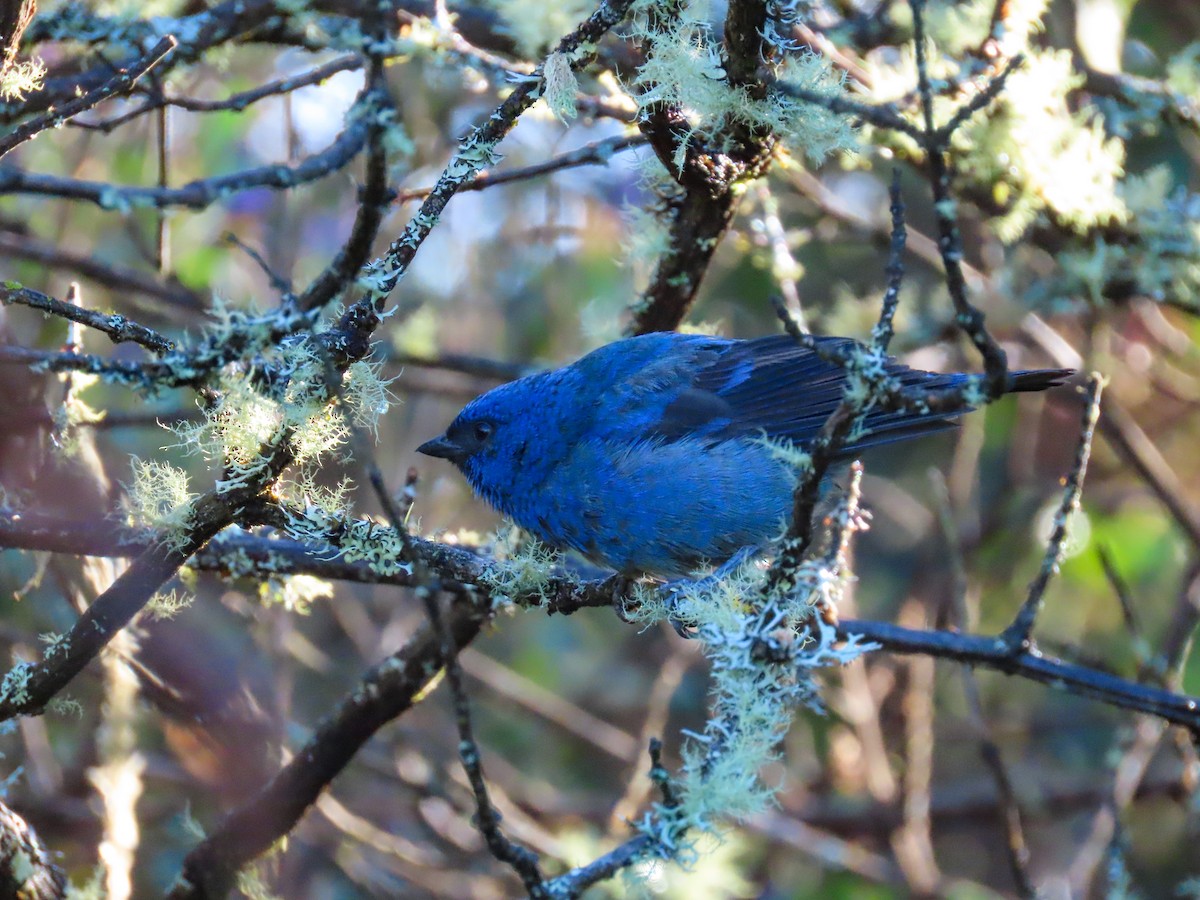 Blue-and-black Tanager - ML643507551