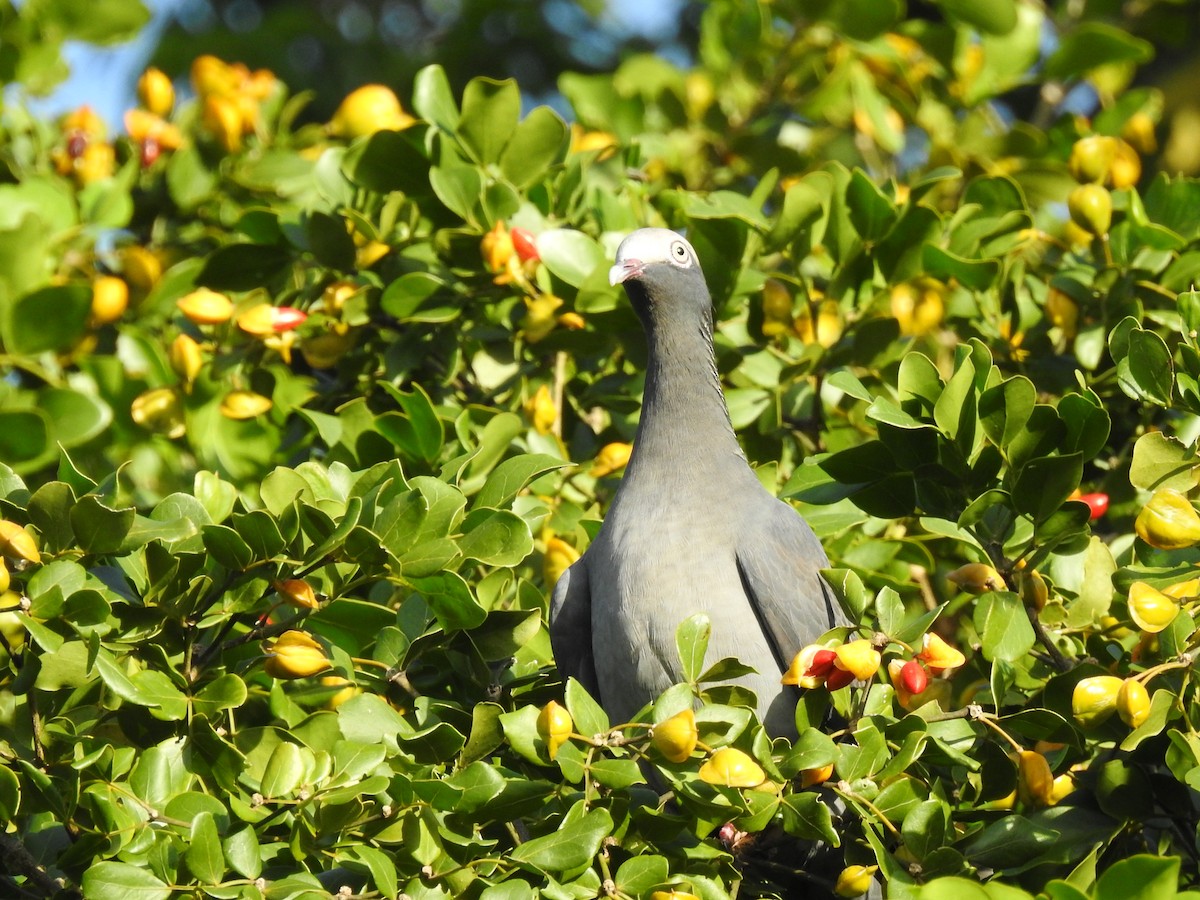 White-crowned Pigeon - ML643507555