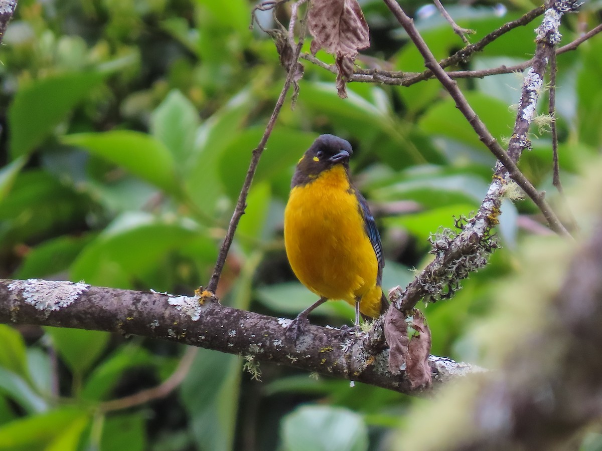 Lacrimose Mountain Tanager - ML643507557