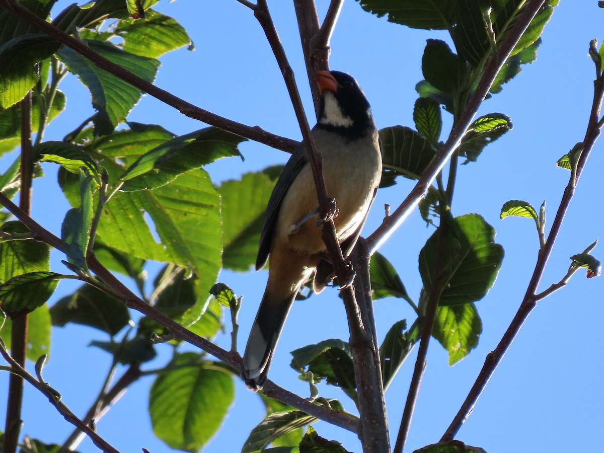 Golden-billed Saltator - ML643507568