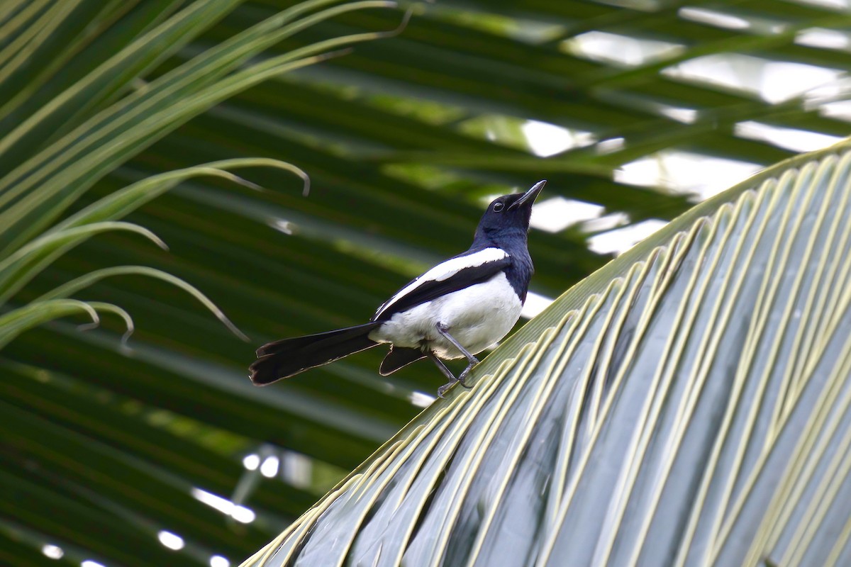 Philippine Magpie-Robin - ML643507589