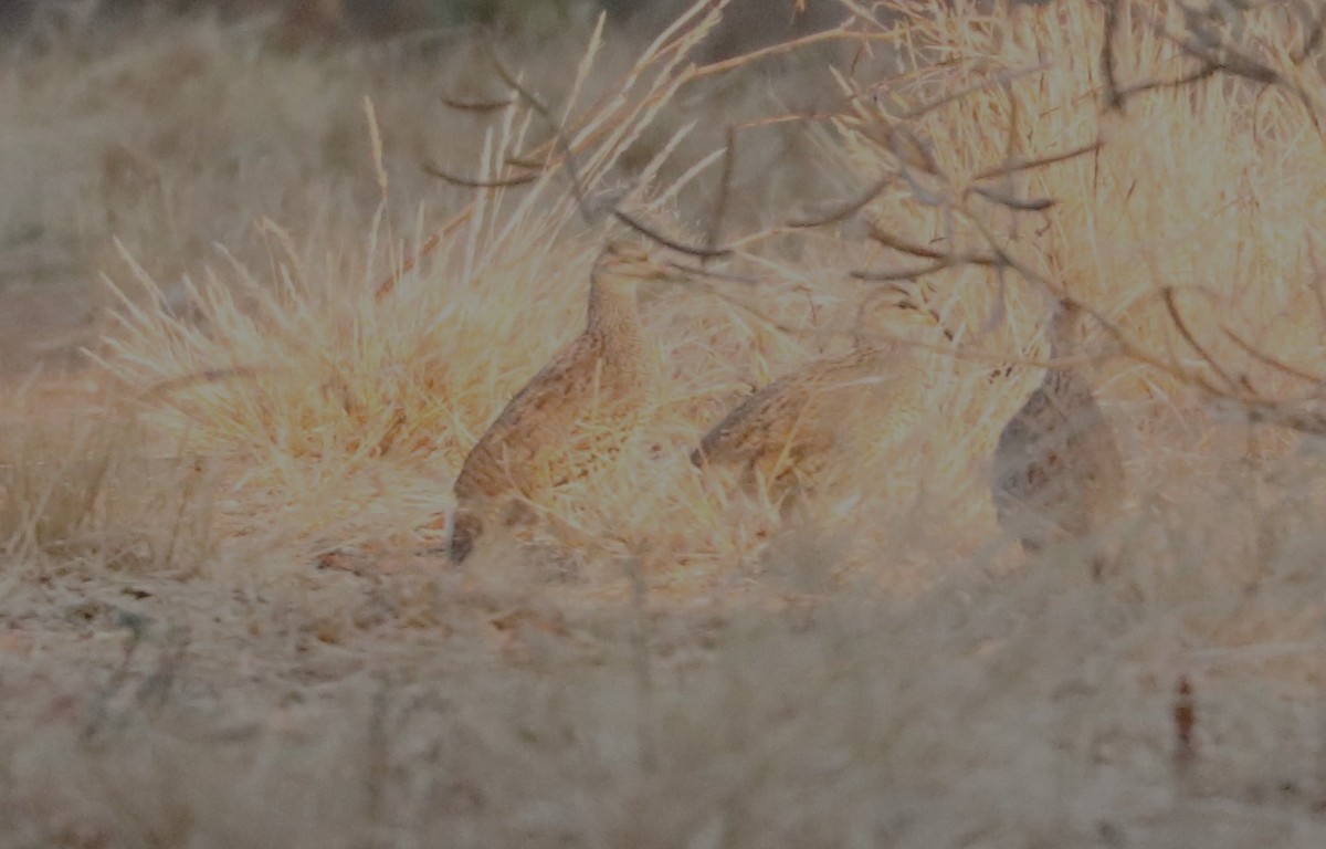 Natal Spurfowl - ML643507593