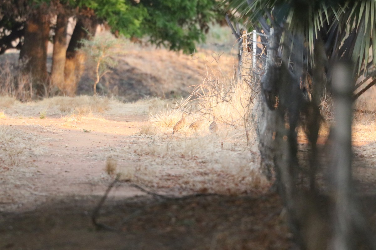 Natal Spurfowl - ML643507595