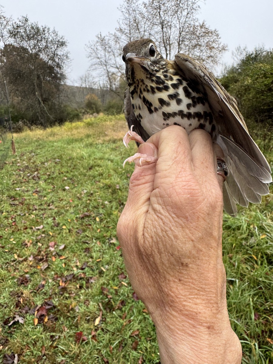 Wood Thrush - ML643507603