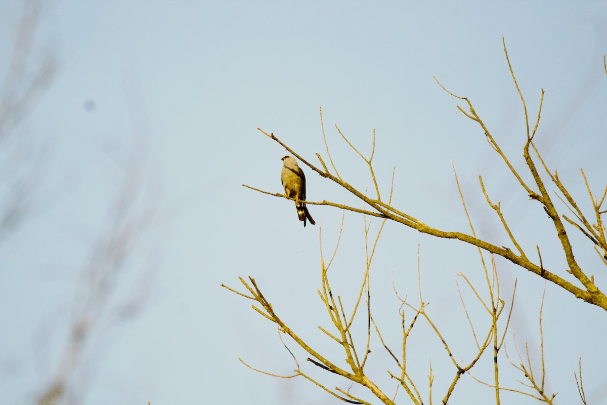 iktinie šedivá - ML643507610