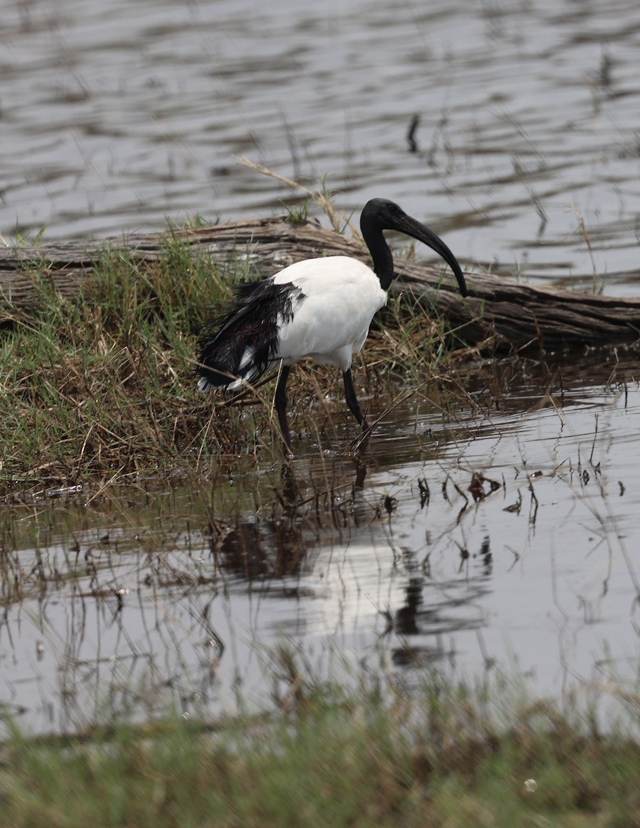 ibis posvátný - ML643507617