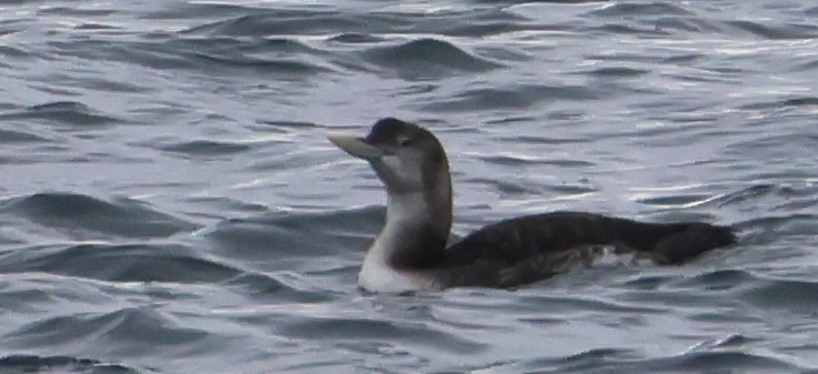 Yellow-billed Loon - ML643507624