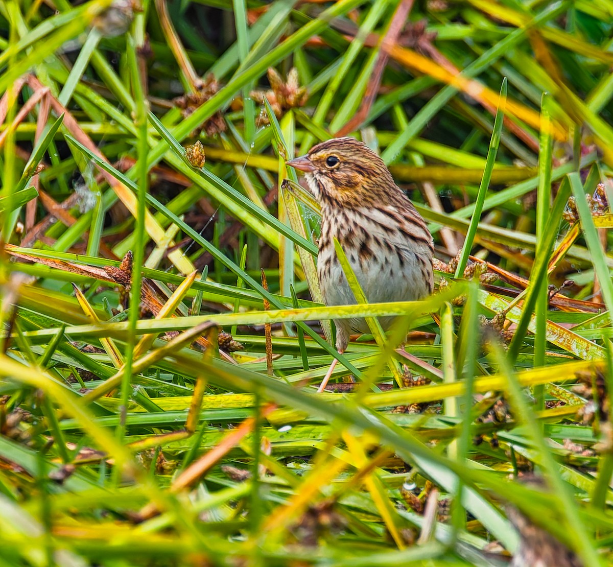 Savannah Sparrow - ML643507637