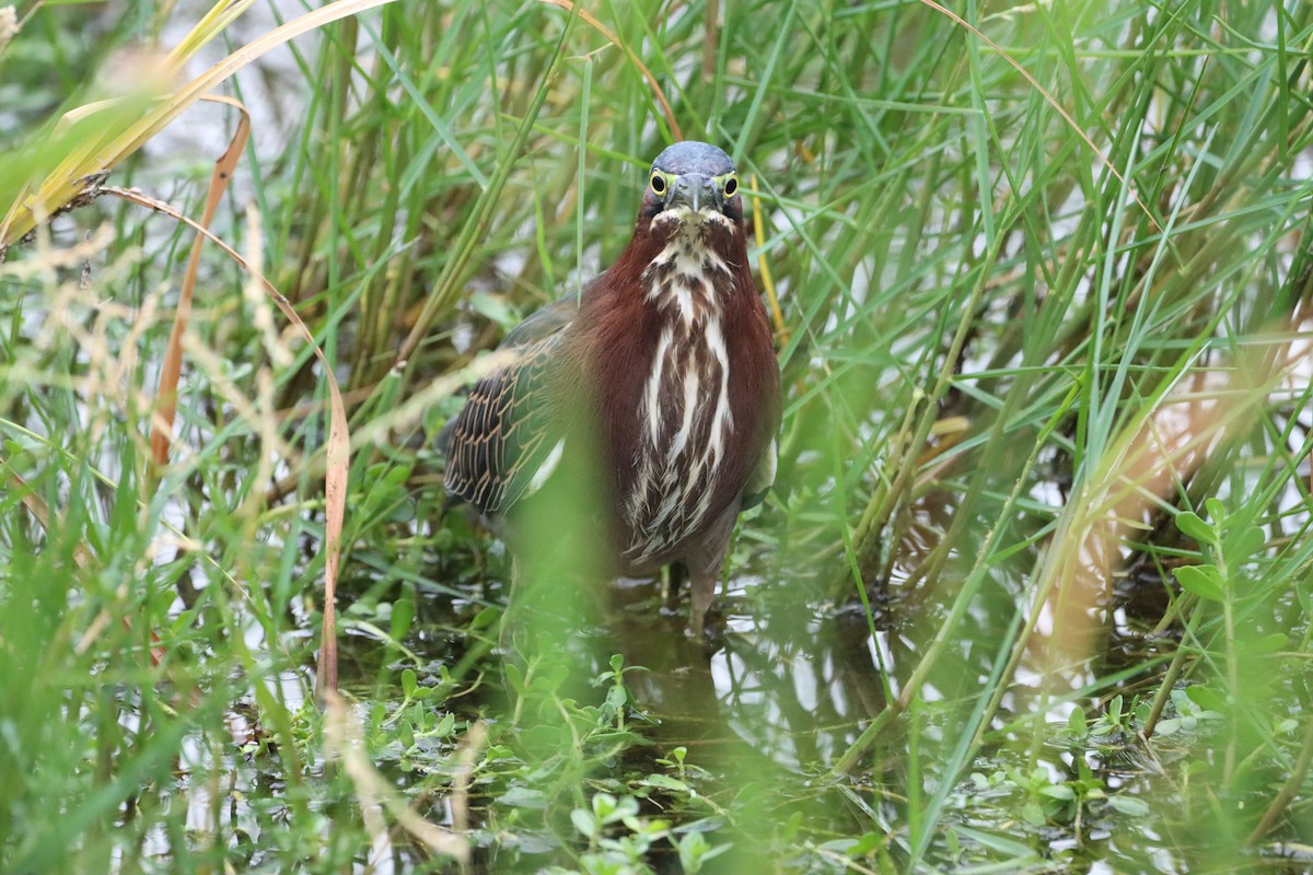 Green Heron - ML643507644