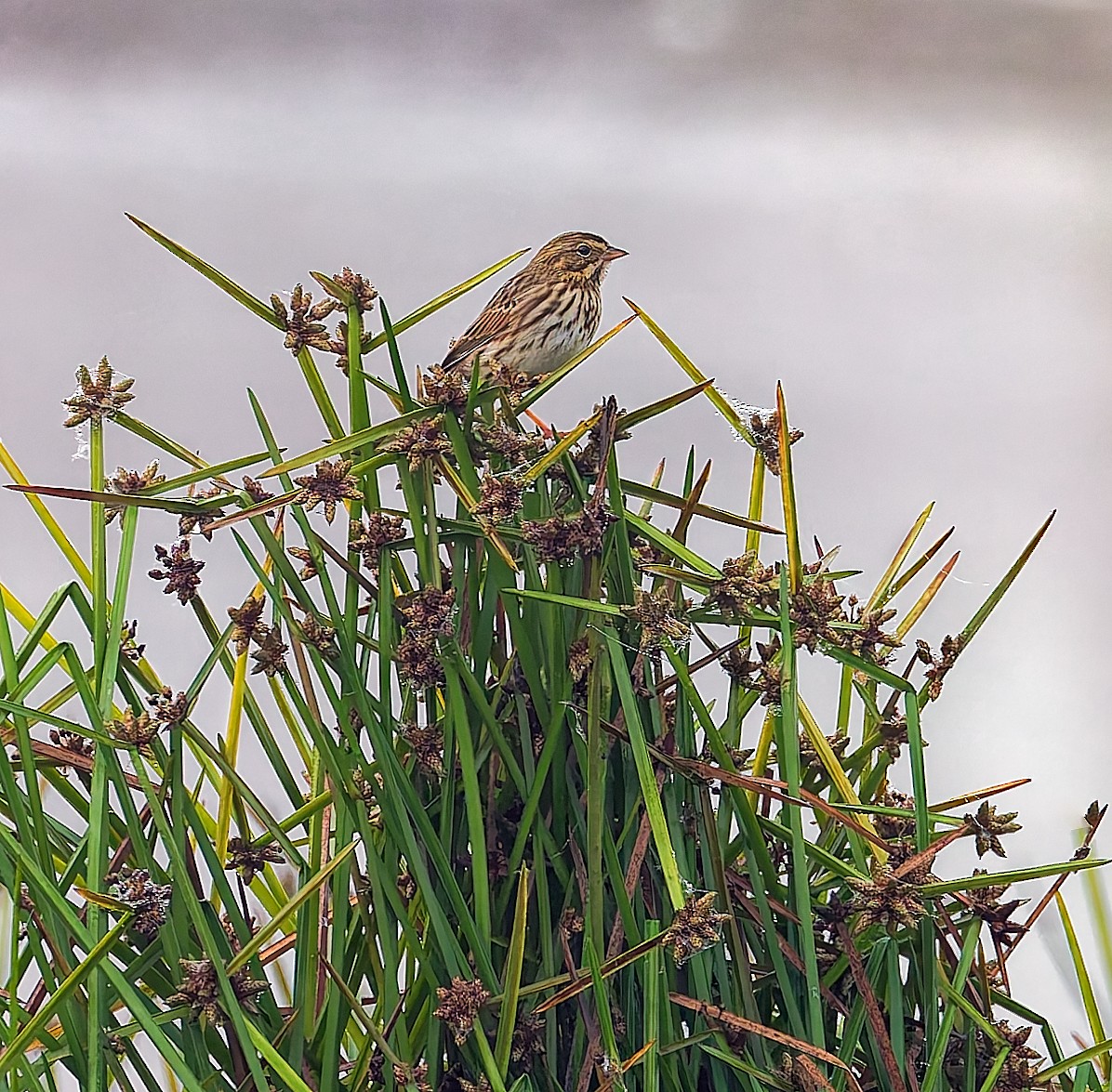 Savannah Sparrow - ML643507662