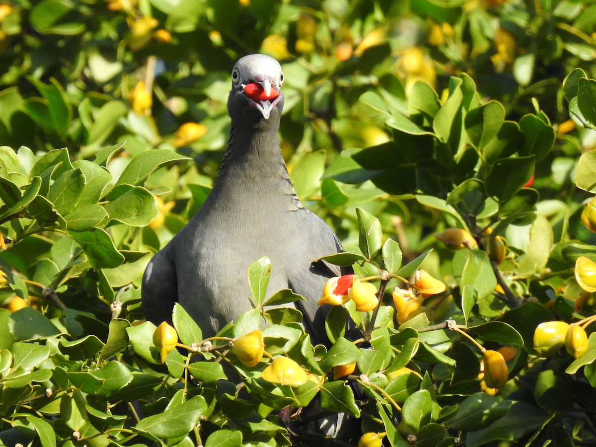 White-crowned Pigeon - ML643507663