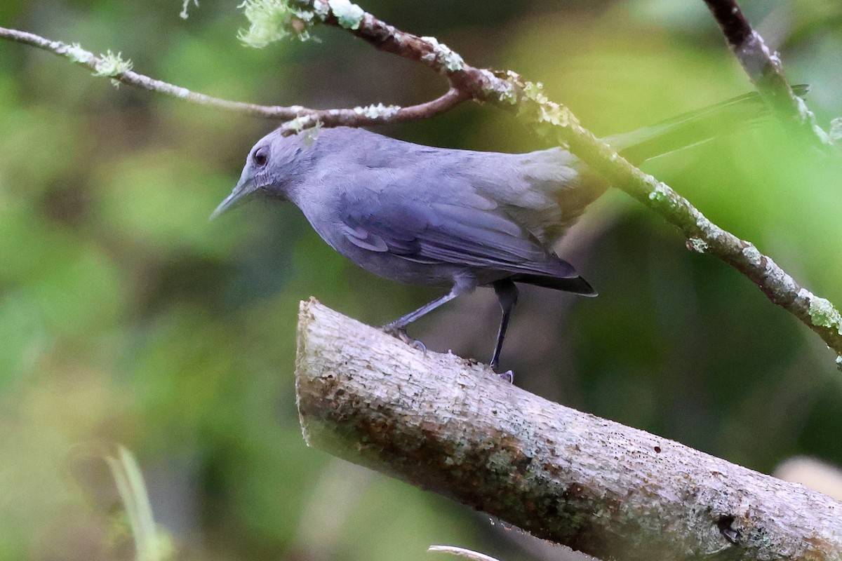 kattespottefugl - ML643507664