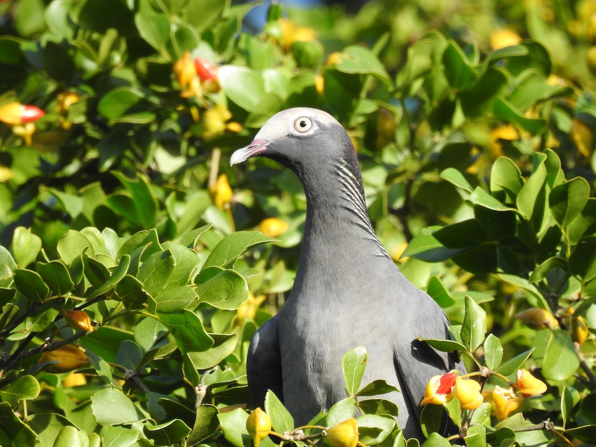 White-crowned Pigeon - ML643507666