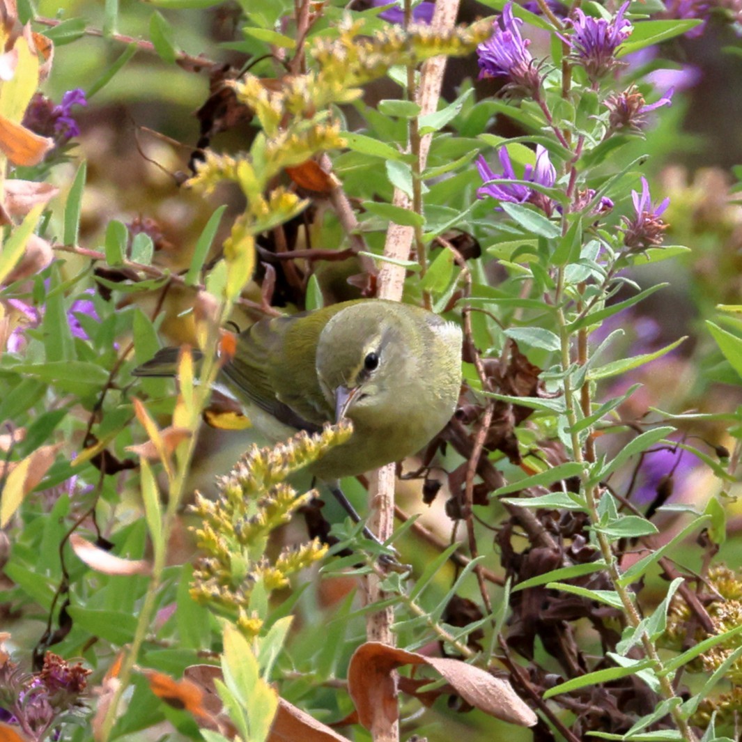 Tennessee Warbler - ML643507671