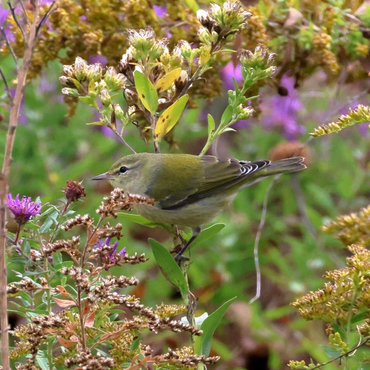 Tennessee Warbler - ML643507672