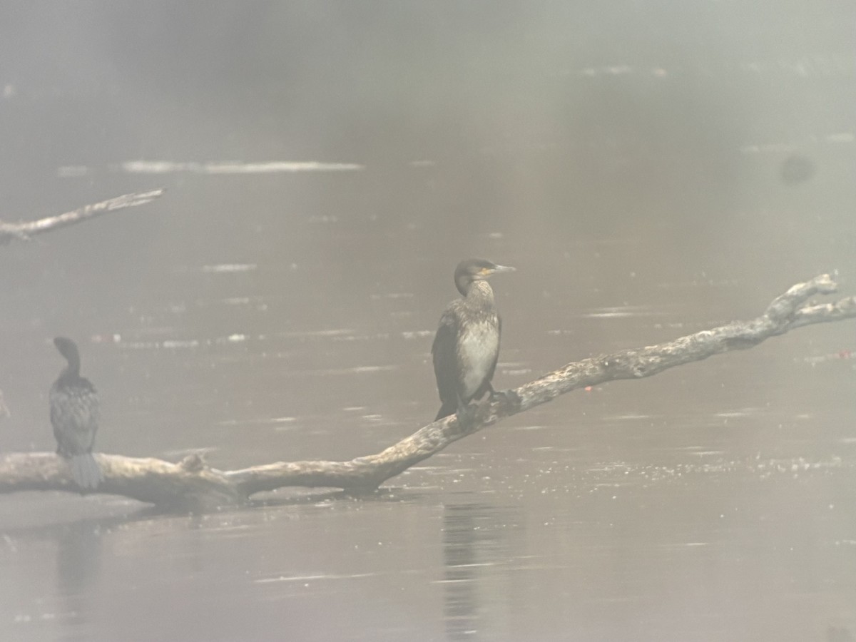 Great Cormorant - ML643507673