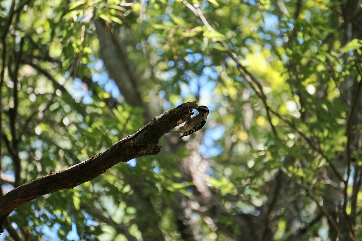 Downy Woodpecker - ML643507682