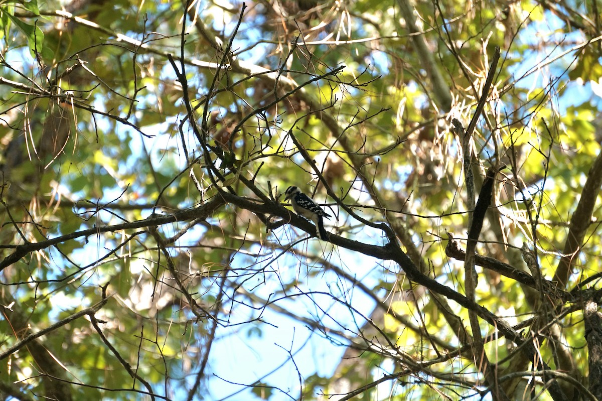 Downy Woodpecker - ML643507683