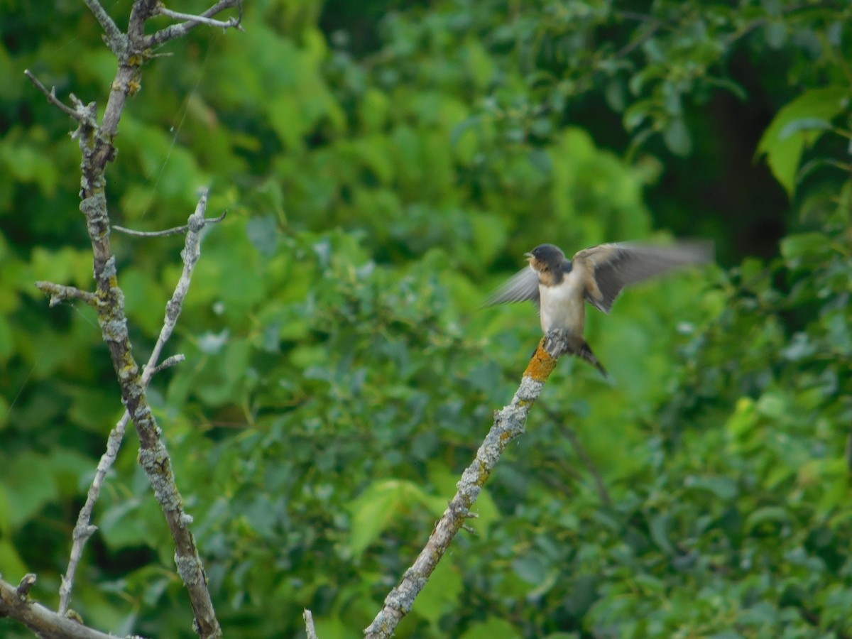 Barn Swallow - ML643507685