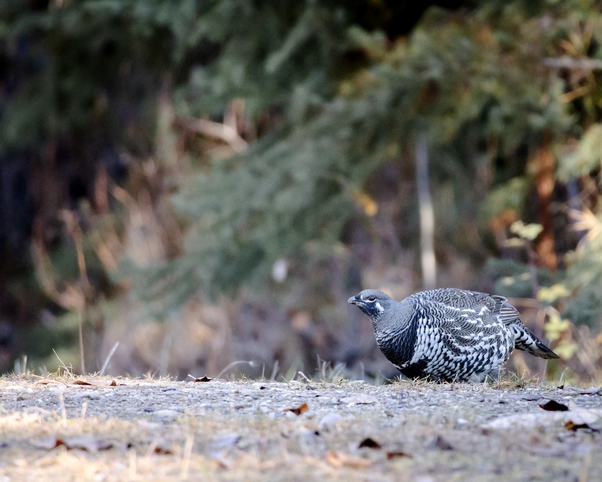 Spruce Grouse - ML643507686