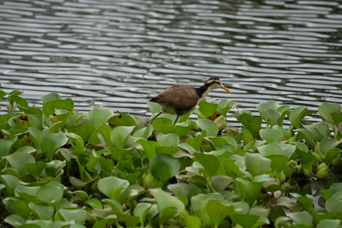 Northern Jacana - ML643507693