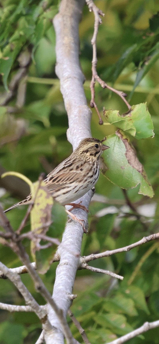 Savannah Sparrow - ML643507694