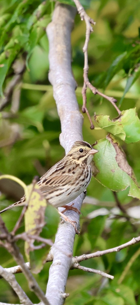 Savannah Sparrow - ML643507695