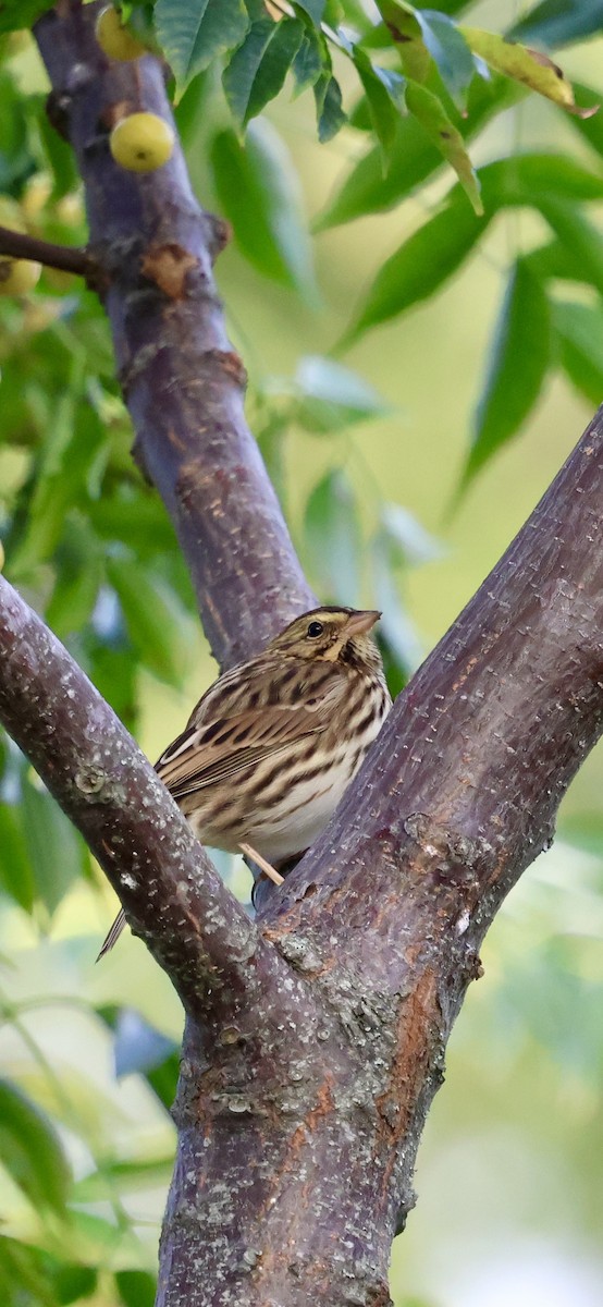 Savannah Sparrow - ML643507696