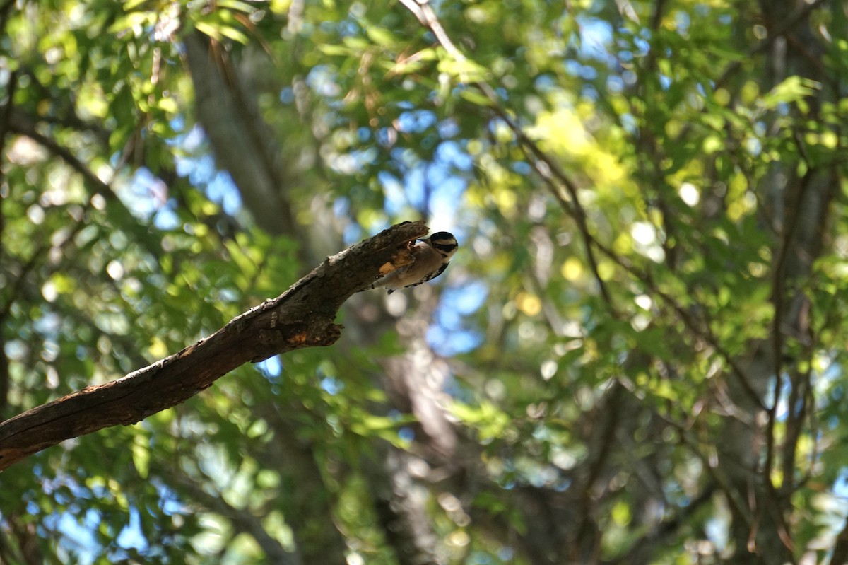 Downy Woodpecker - ML643507700