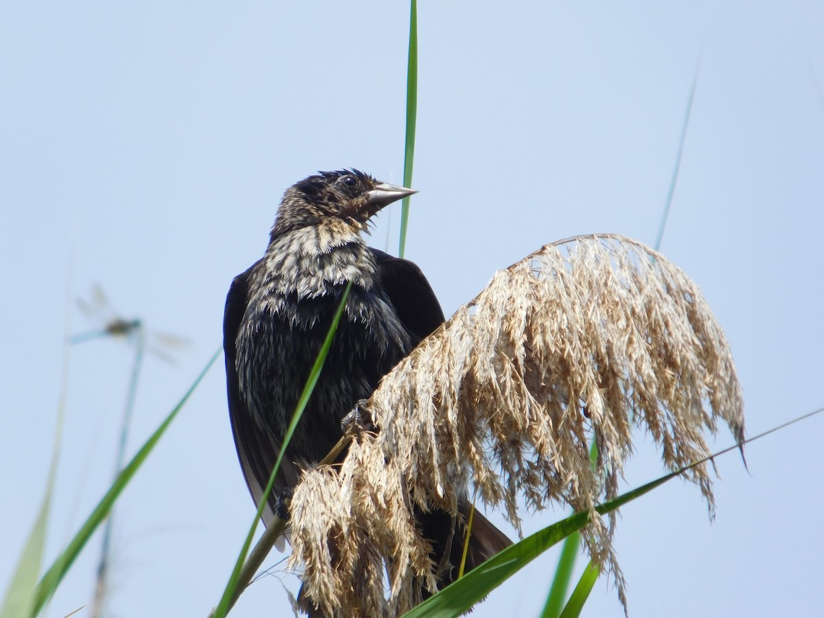 Red-winged Blackbird - ML643507701