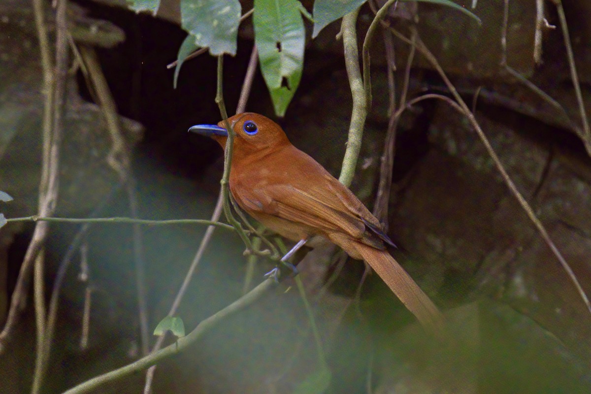 Rufous Paradise-Flycatcher (Northern) - ML643507707