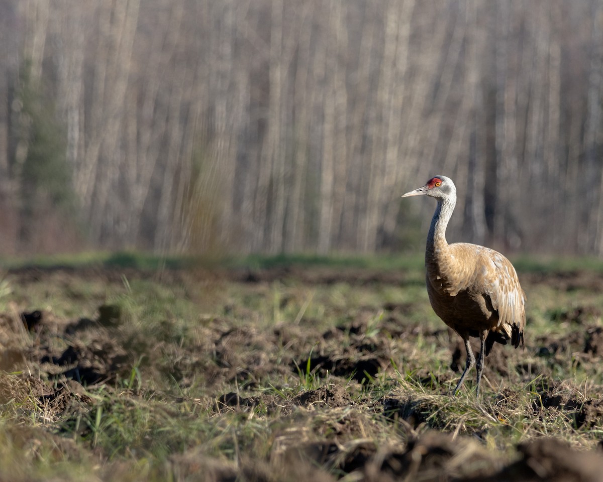 Sandhill Crane - ML643507710