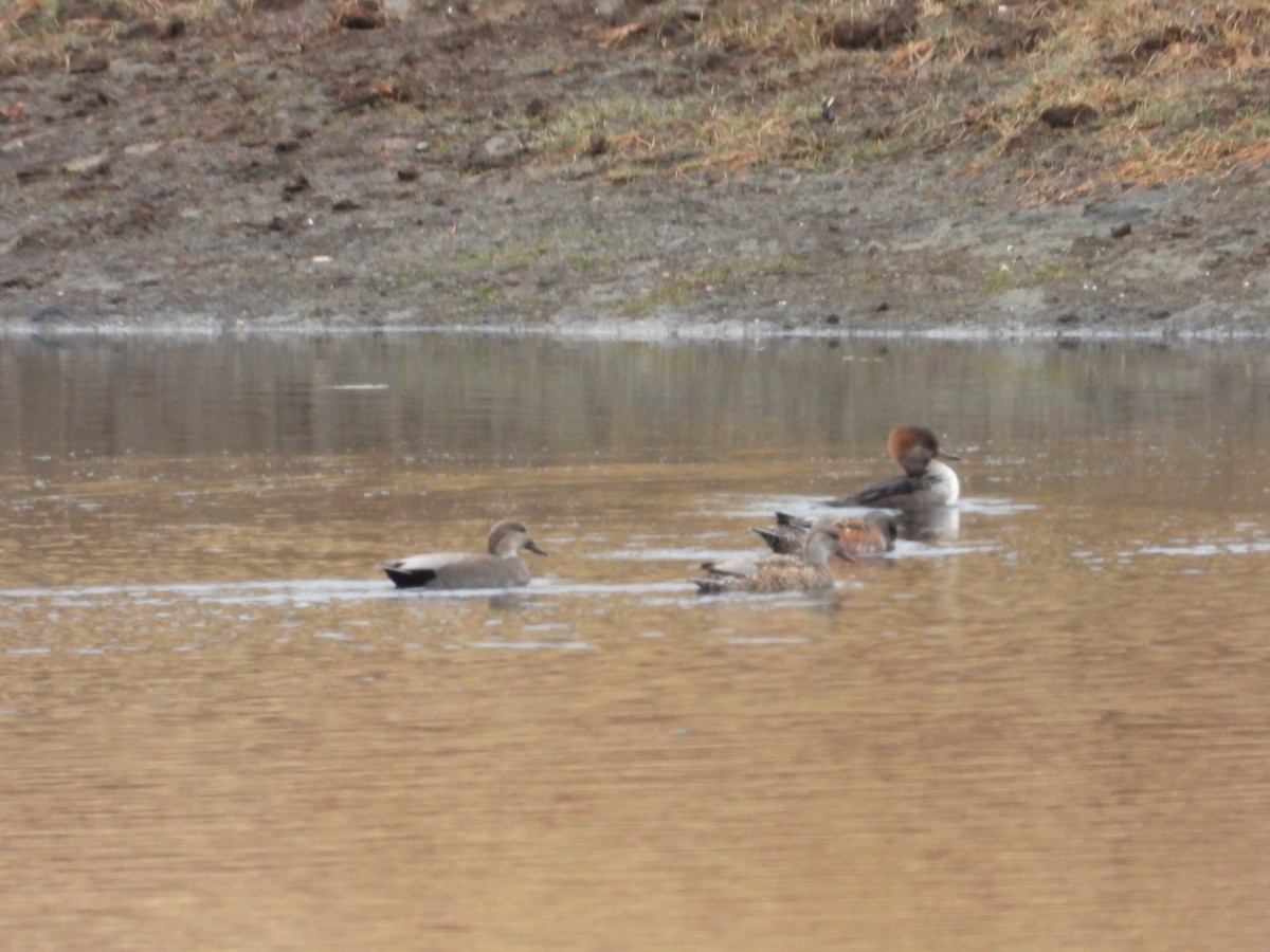 Gadwall - ML643507728