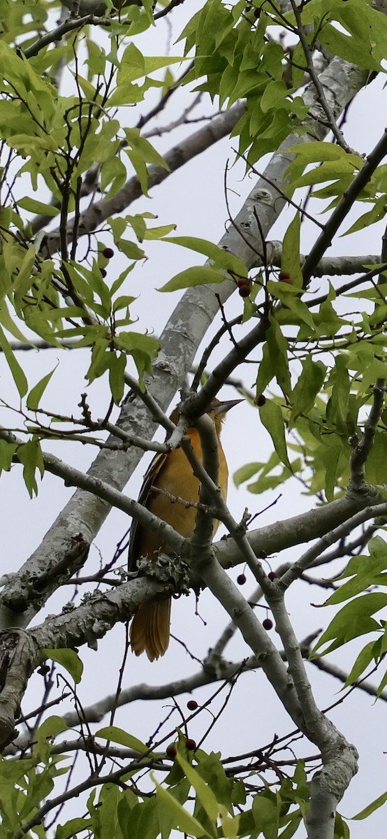 Baltimore Oriole - ML643507733