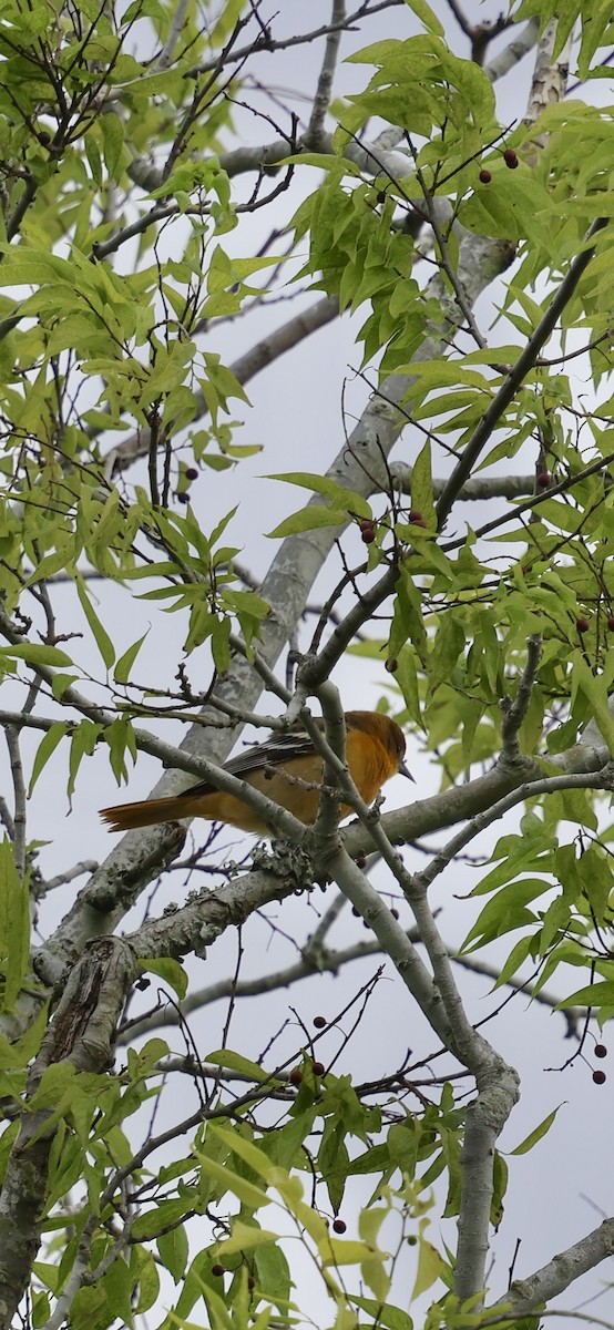 Baltimore Oriole - ML643507734