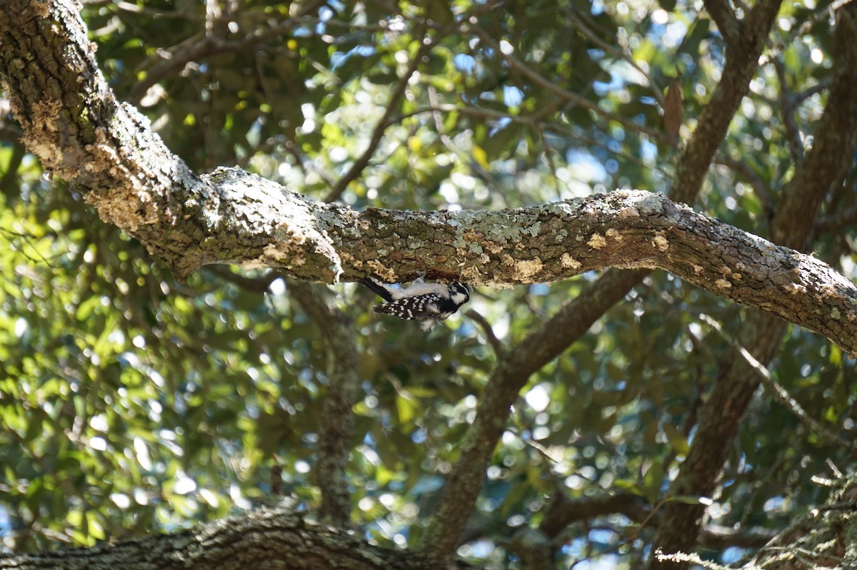 Downy Woodpecker - ML643507753