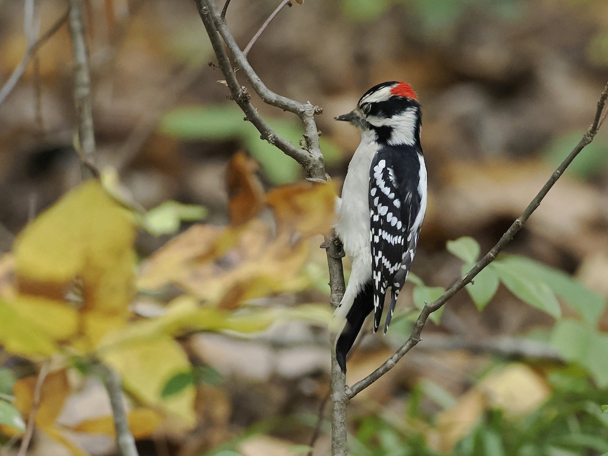 Downy Woodpecker - ML643507764