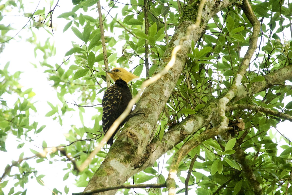 datel žlutohlavý - ML643507772