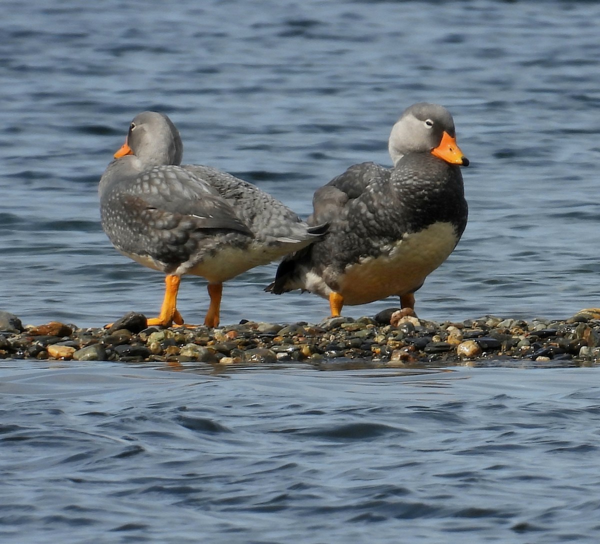 Flightless Steamer-Duck - ML643507776