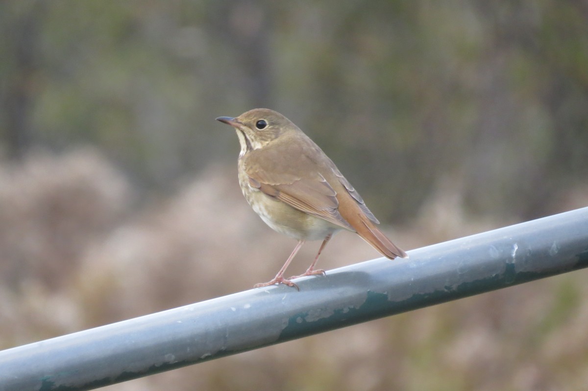 Hermit Thrush - ML643507783