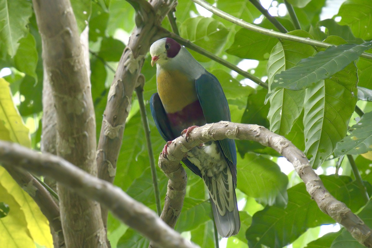 Yellow-breasted Fruit-Dove - ML643507784