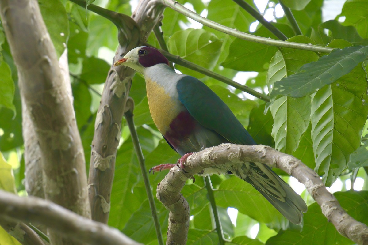 Yellow-breasted Fruit-Dove - ML643507788