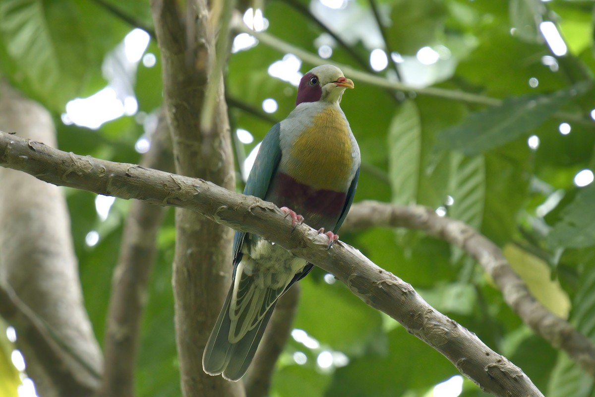 Yellow-breasted Fruit-Dove - ML643507789